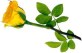 yellow rose side