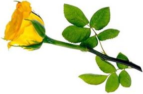yellow rose side