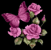 butterfliy blue rose